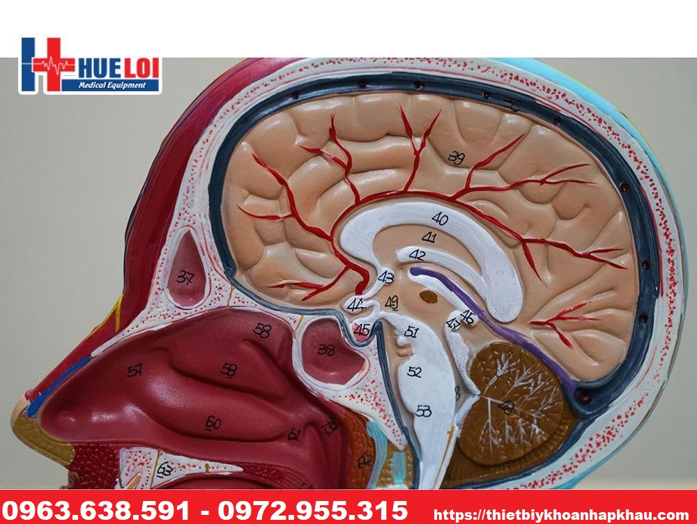 Mô hình cắt dọc vùng đầu cơ dây thần kinh và mạch máu